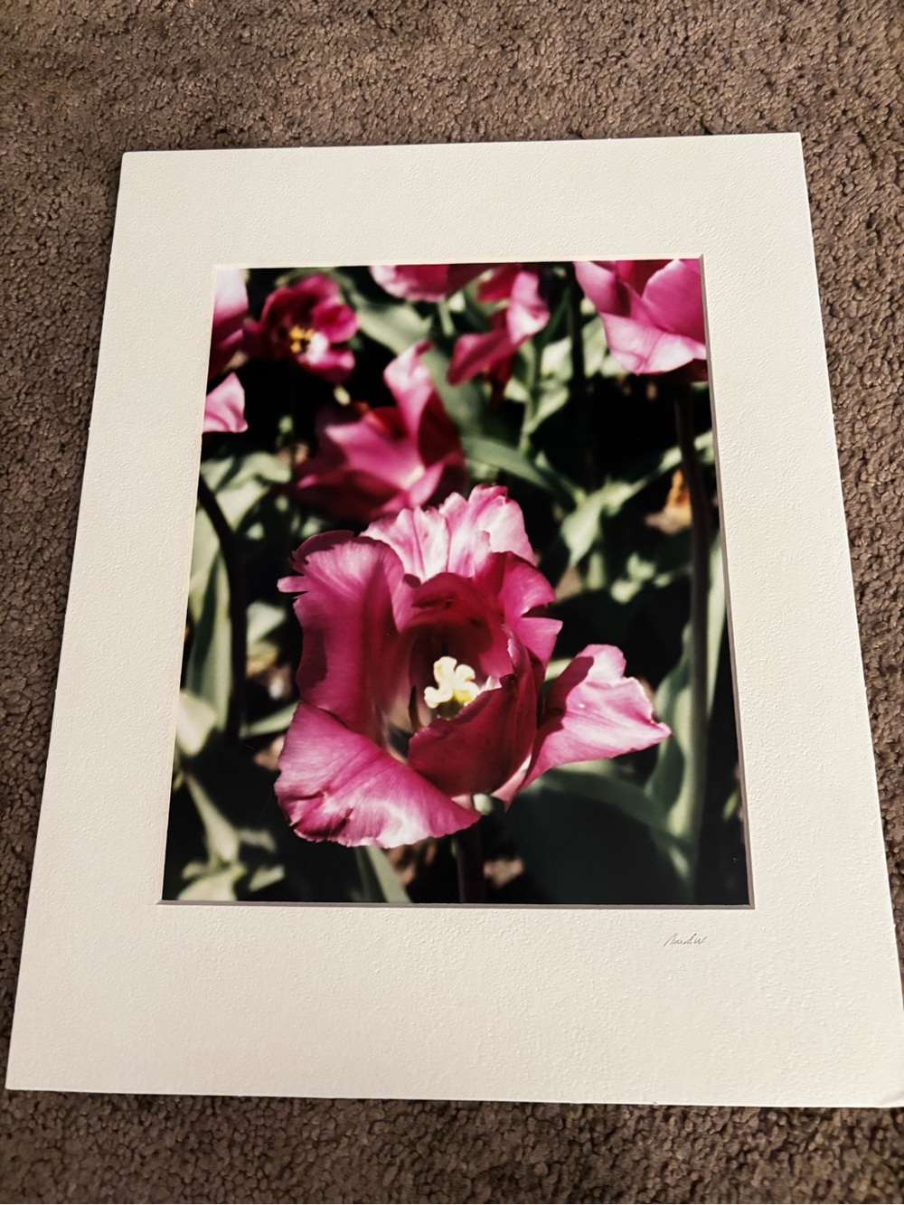Magenta Tulip Botanical Photo Print in White Mat